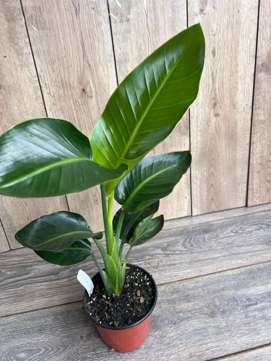 White Bird of Paradise Live Plant, Strelitzia nicolai, 6 inch Pot, Indoor/Outdoor - Image 4