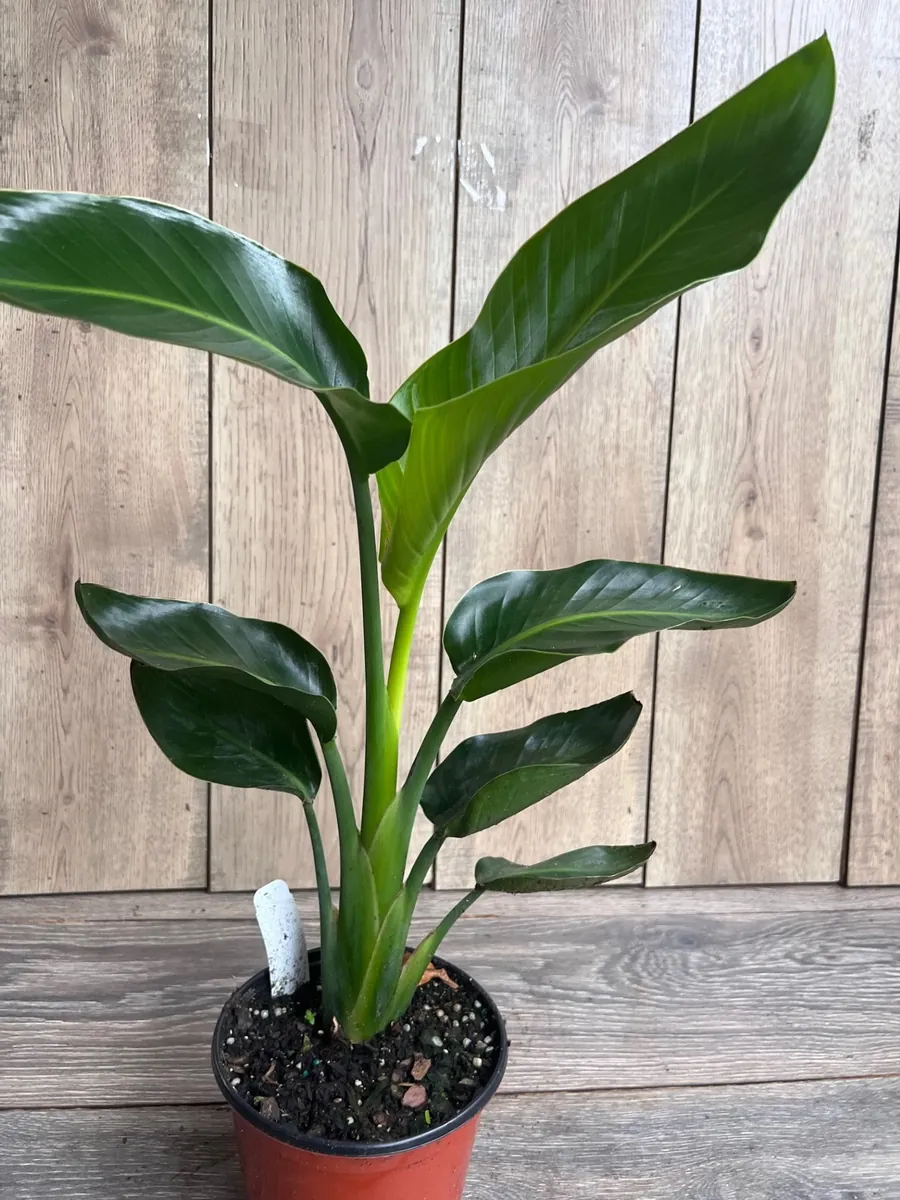 White Bird of Paradise Live Plant, Strelitzia nicolai, 6 inch Pot, Indoor/Outdoor - Image 5