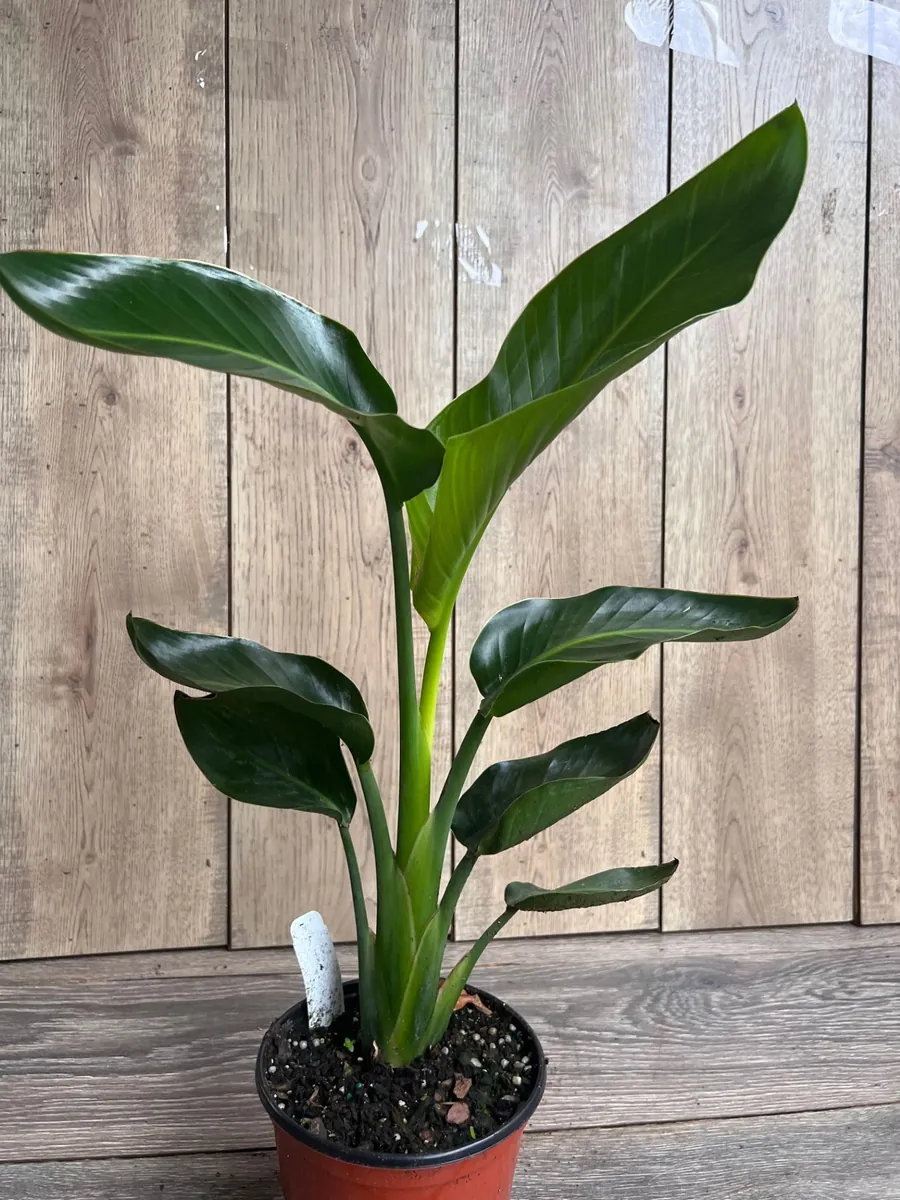 White Bird of Paradise Live Plant, Strelitzia nicolai, 6 inch Pot, Indoor/Outdoor - Image 6