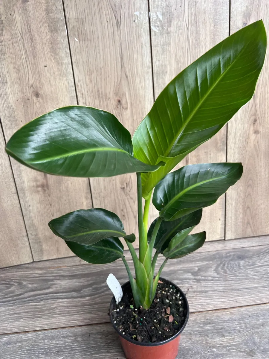 White Bird of Paradise Live Plant, Strelitzia nicolai, 6 inch Pot, Indoor/Outdoor - Image 7