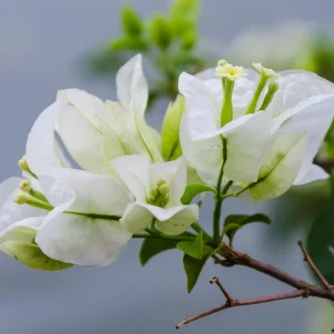 White Bougainvillea Live Plant - Flowering Perennial, Rooted Starter 6-8 Inches Tall - Image 3