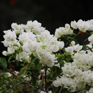 White Bougainvillea Live Plant - Flowering Perennial, Rooted Starter 6-8 Inches Tall - Image 4