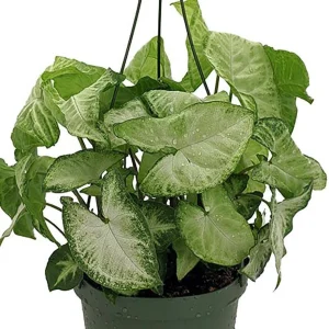 White Butterfly Arrowhead Plant - Syngonium Podophyllum Live Plant - 3.5" Pot - Indoor Foliage - Image 2