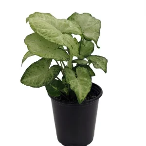 White Butterfly Arrowhead Plant - Syngonium Podophyllum Live Plant - 3.5" Pot - Indoor Foliage - Image 1
