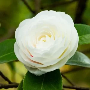 White Camellia Live Plant – Rare Tree – 4 inch Pot – Outdoor Shrub - Image 1