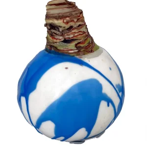 White Candle Blue Waxed Jumbo Amaryllis Bulb - No Water/Soil Needed - Image 2