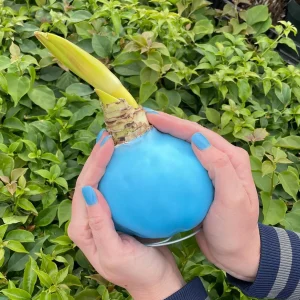 White Candle Blue Waxed Jumbo Amaryllis Bulb - No Water/Soil Needed - Image 3