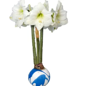 White Candle Blue Waxed Jumbo Amaryllis Bulb - No Water/Soil Needed - Image 1
