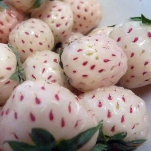 White Carolina Pineberry Bare Root Plants - 25 Roots - Pineapple Flavor - Image 1