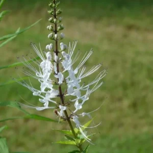 White Cat Whiskers Live Plant (Orthosiphon aristatus) – 2 Starter Plants, 4-6