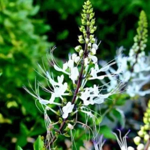 White Cat Whiskers Live Plant (Orthosiphon aristatus) – 2 Starter Plants, 4-6" Tall – Tropical Ornamental - Image 1