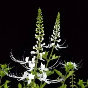 White Cat Whiskers Live Plant (Orthosiphon aristatus) – 2 Starter Plants, 4-6