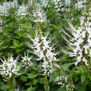 White Cat Whiskers Live Plant (Orthosiphon aristatus) – 2 Starter Plants, 4-6