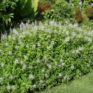 White Cat Whiskers Live Plant (Orthosiphon aristatus) – 2 Starter Plants, 4-6