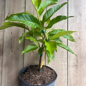 White Champaca Live Plant - Grafted Michelia alba Tree, 3 Gallon Pot - Image 10