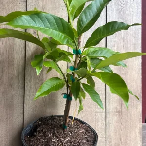 White Champaca Live Plant - Grafted Michelia alba Tree, 3 Gallon Pot - Image 4