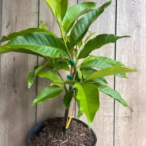 White Champaca Live Plant - Grafted Michelia alba Tree, 3 Gallon Pot - Image 7