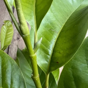 White Champaca Live Plant - Grafted Michelia alba Tree, 3 Gallon Pot - Image 8