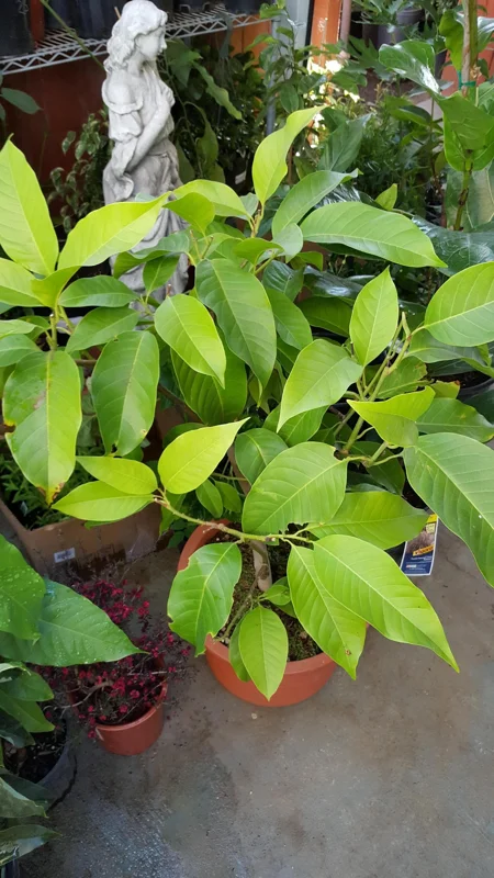 White Champaca Live Plant – Michelia alba – 3-4 ft Tall – Fragrant Flowers – 3 Gal Pot - Image 1