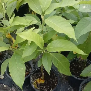 White Champaca Live Plant – Michelia alba Tree – 2-3 Feet Tall – 3 Gal Pot - Image 1