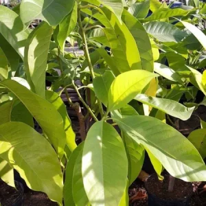 White Champaca Live Plant – Michelia alba Tree – 3 Feet Tall – Fragrant Flowers - Image 2