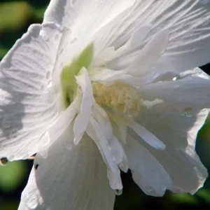 White Chiffon Rose of Sharon Live Plant - 4 inch Pot - Outdoor Shrub - Image 1