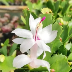 White Christmas Cactus Live Plant – 4-6