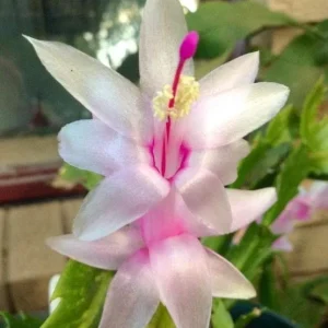 White Christmas Cactus Live Plant – 4-6