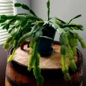 White Christmas Cactus Live Plant – 4-6