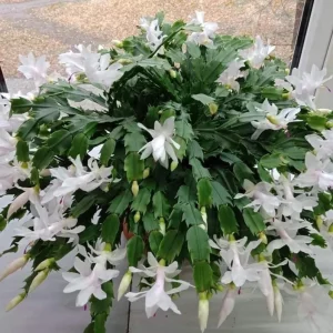 White Christmas Cactus Live Plant – 4-6" Tall – 2" Pot – Indoor Holiday Plant - Image 1