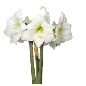 White Christmas Gold Splatter Amaryllis Bulb - Waxed, Jumbo, No Water - Image 2