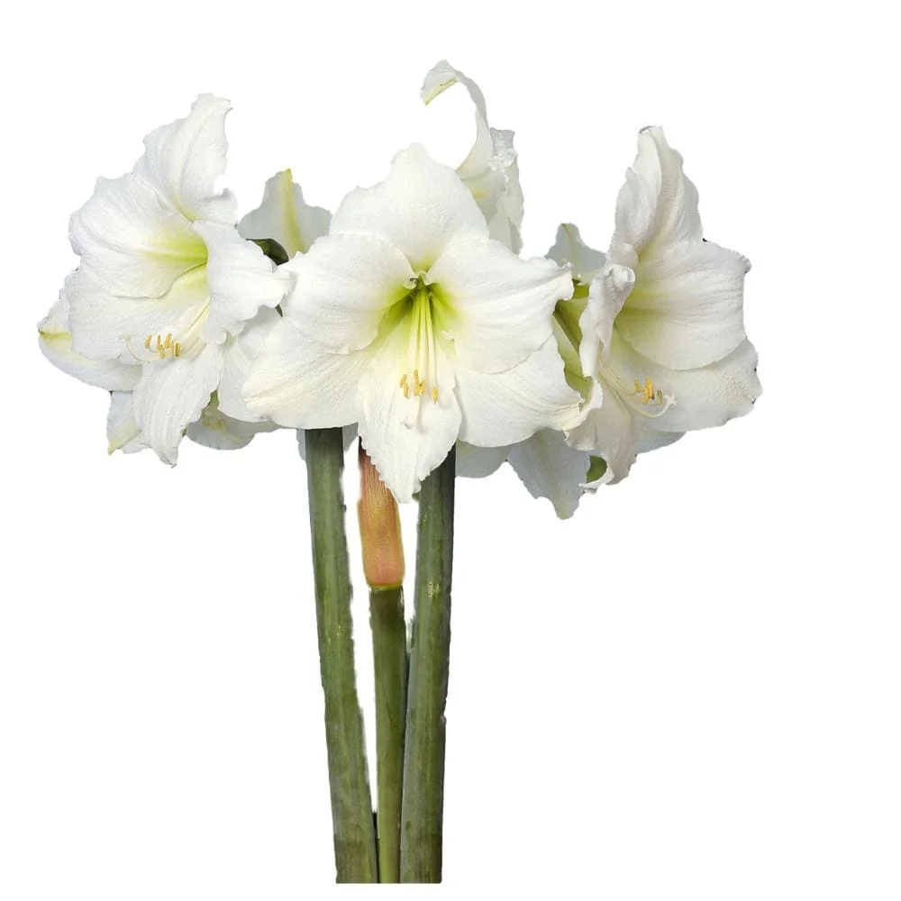 White Christmas Gold Splatter Amaryllis Bulb - Waxed, Jumbo, No Water - Image 2