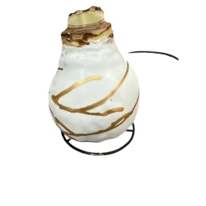 White Christmas Gold Splatter Amaryllis Bulb - Waxed, Jumbo, No Water - Image 3