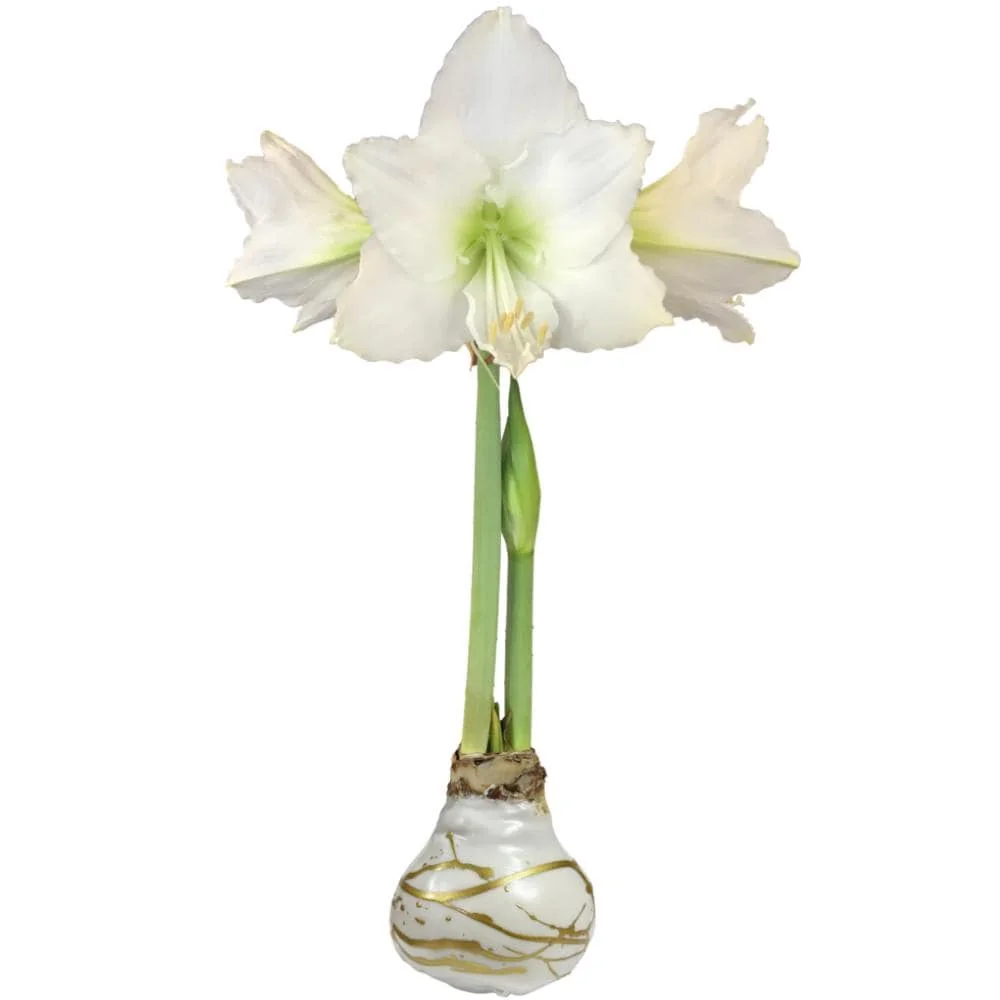 White Christmas Gold Splatter Amaryllis Bulb - Waxed, Jumbo, No Water - Image 1