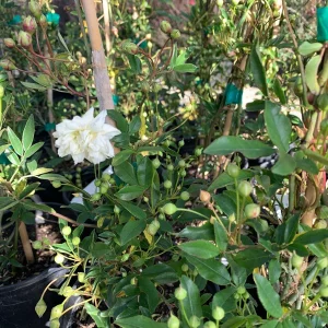 White Climbing Rose Live Plant – Rosa Banksiae ‘Alba Plena’ – Fragrant, Vigorous Climber – 1 Gallon Pot, 2 Feet Tall - Image 2