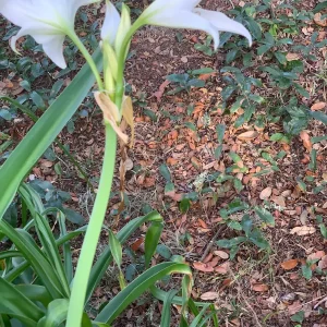 White Crinum Powellii Bulbs - Fragrant Trumpet Lily - Perennial Flower Bulb - Image 2