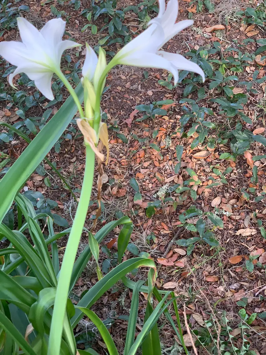 White Crinum Powellii Bulbs - Fragrant Trumpet Lily - Perennial Flower Bulb - Image 2