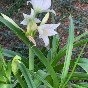White Crinum Powellii Bulbs - Fragrant Trumpet Lily - Perennial Flower Bulbs - Image 3