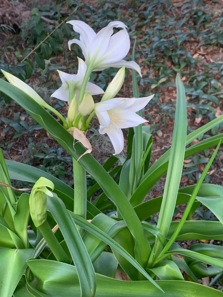 White Crinum Powellii Bulbs - Fragrant Trumpet Lily - Perennial Flower Bulb - Image 3