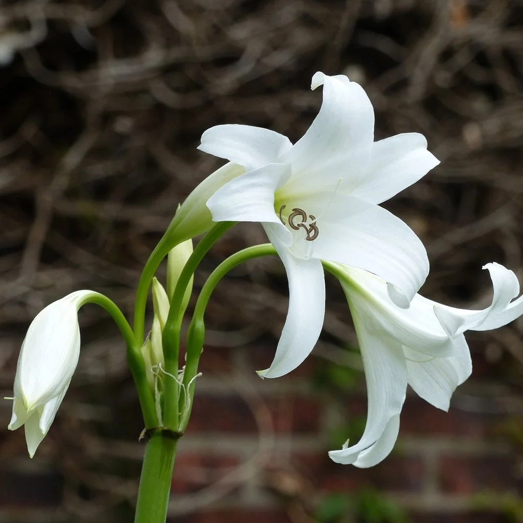 White Crinum Powellii Bulbs - Fragrant Trumpet Lily - Perennial Flower Bulb - Image 4