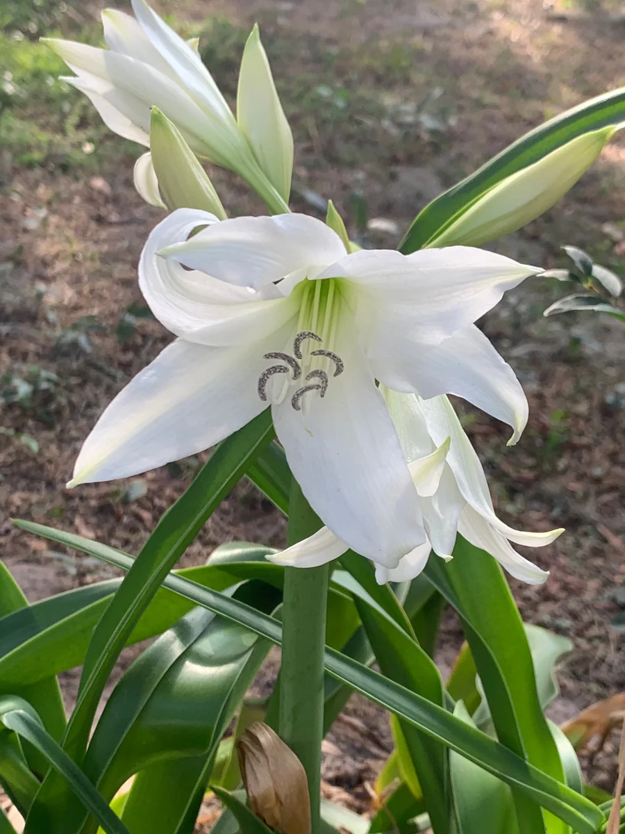 White Crinum Powellii Bulbs - Fragrant Trumpet Lily - Perennial Flower Bulbs - Image 5