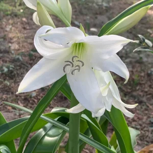 White Crinum Powellii Bulbs - Fragrant Trumpet Lily - Perennial Flower Bulb - Image 5