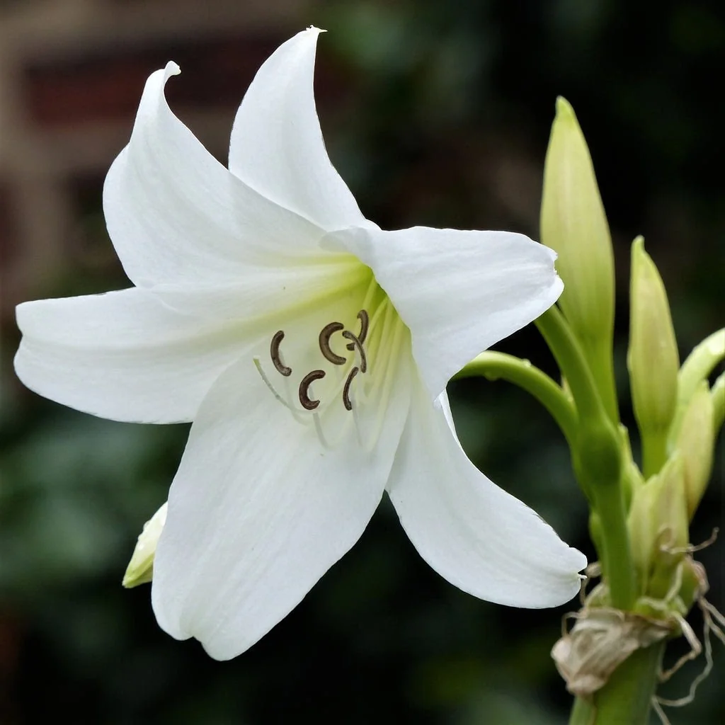 White Crinum Powellii Bulbs - Fragrant Trumpet Lily - Perennial Flower Bulb - Image 1