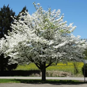 White Dogwood Live Plant – 10-16