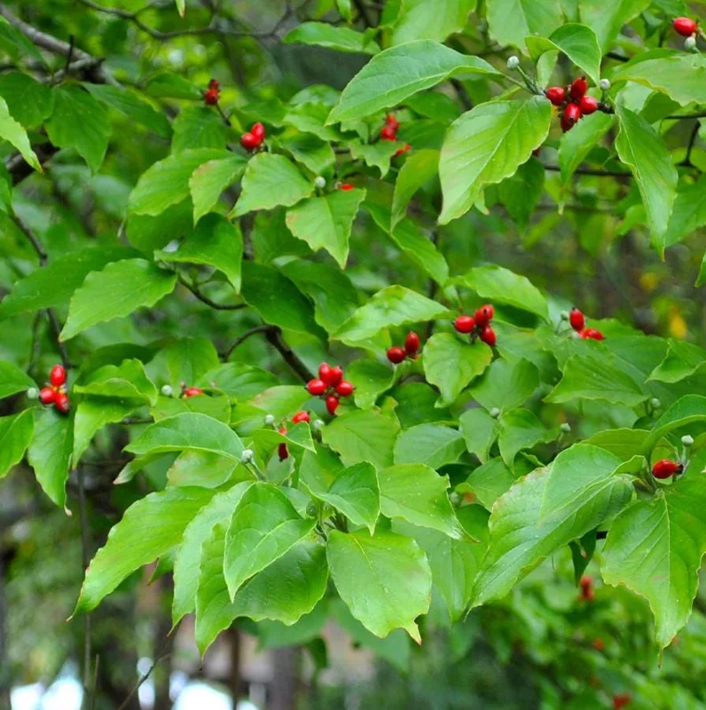 White Dogwood Live Plant – 10-16" Tall Seedling – Quart Pot – Outdoor Tree – Cornus florida - Image 2