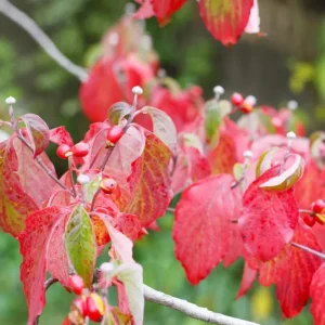 White Dogwood Live Plant – 10-16