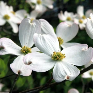 White Dogwood Live Plant – 10-16