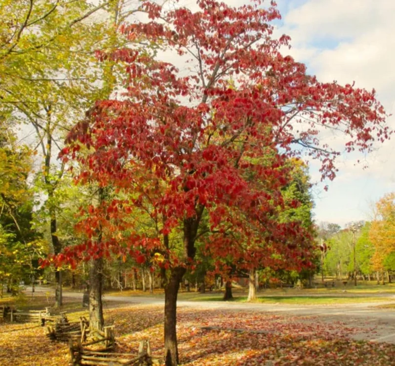 White Dogwood Live Plant – 10-16" Tall Seedling – Quart Pot – Outdoor Tree – Cornus florida - Image 5
