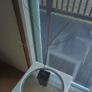 White Dogwood Live Plant – 10-16