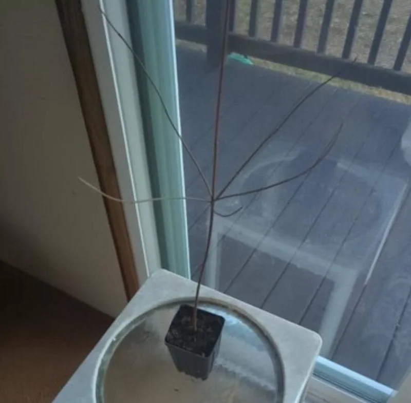 White Dogwood Live Plant – 10-16" Tall Seedling – Quart Pot – Outdoor Tree – Cornus florida - Image 6